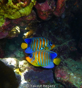Royal anglfish by Yakout Hegazy 